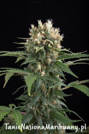 f9ac421167add2fe0f734bfe3604a238