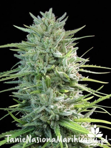 f9ca06fc4a6ddb1c551fd3a5f118778a