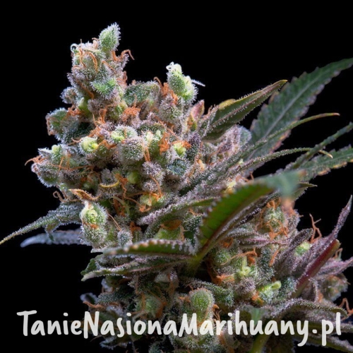 f9cd5349b02f65fd8a421b98c1d3ff06