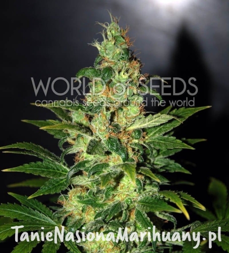 fa09f4eccac419faf049c7429a19b6c2