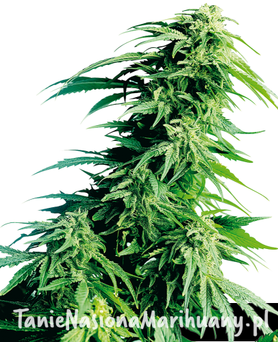 facff0de529cf95d3a81bb2b3ac001d7