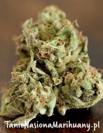 fb34f0f7306de6f1b0f2280a8c1c0058