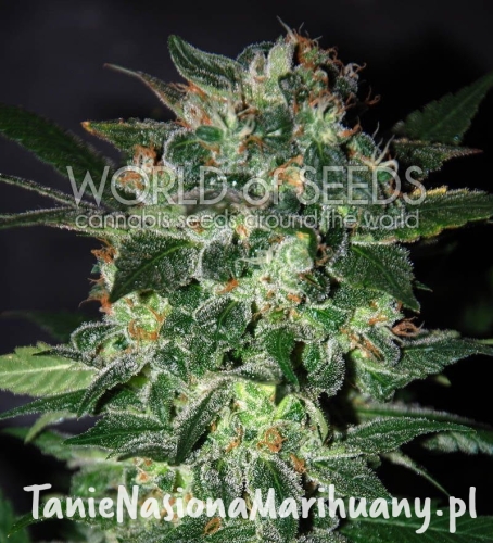 fb46572110f539442ade5db434744d8d