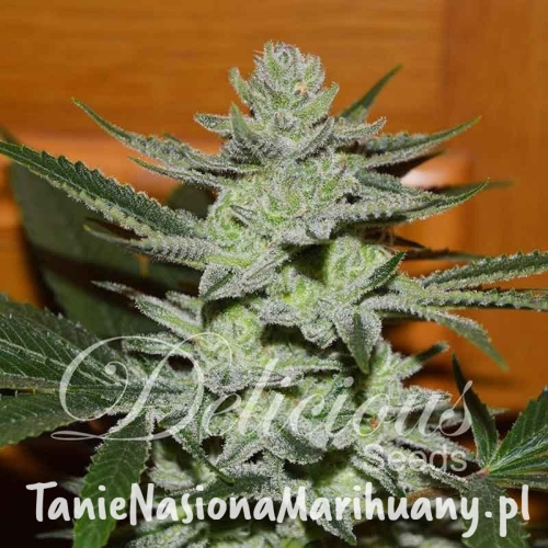 fb959f0d2d284166723c358846cc7b7f