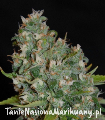 fc39bd6a9f064ad2799df7ec05250d26