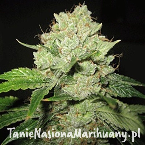 fc6a1fb33d93e83c0fcdde598b1482b3