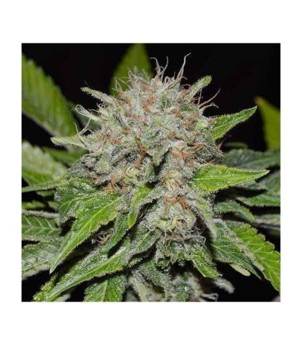 fc7b420dd2c8fbb91601a9d0502dca35