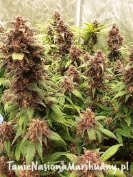 fcbbe875a69f39076a80cfbe4a7cd079