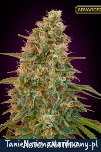 fcbc74012e7cb942412c39a868946365