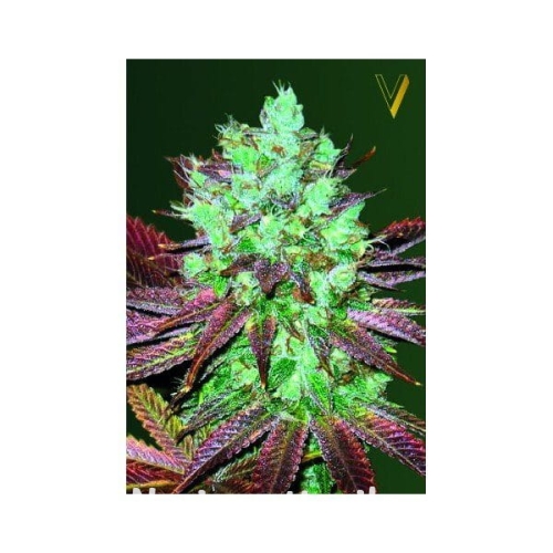 fccc9d652bd174705c6d420702d5661a