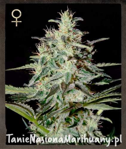 fcd3fa490688d67df432314cc67bedf1