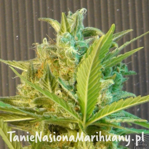 fcfd30bac26a1f7750761bebe86c1779