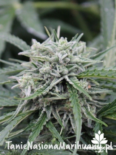 fd4538f8d21afc623256bc4209b3e3b7