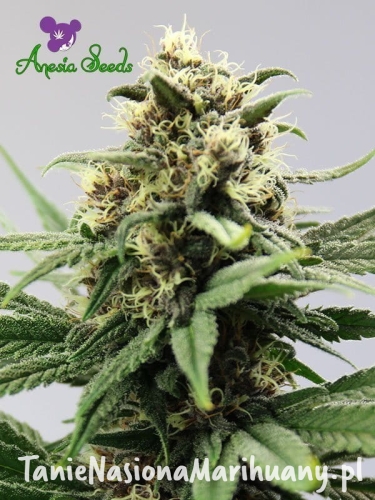 Lemongrass-Auto.jpg