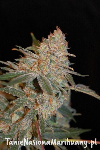 fe420dac397b19f5507e43d3f3fda0c5