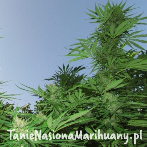 fe4d1babe4e7c540f2d5df7adc0e92cf