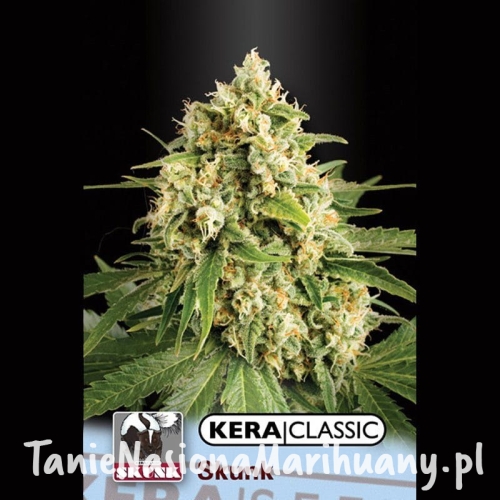 febae4cf8486634b243e2cbb62dbb495