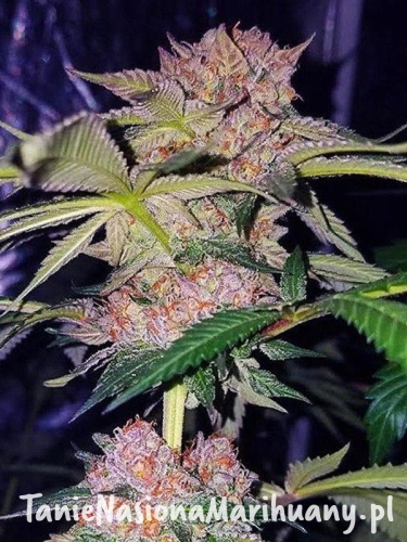 fece3d9c868fd76a494826a094f8355a