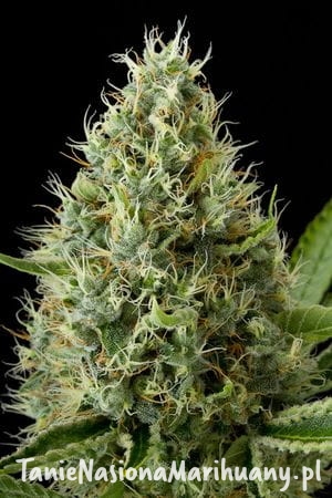 fef414ab7b0d07ae3ecf1e4a5bd01d51