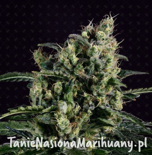 ff135f69814986887c2fb9016b6c97ae