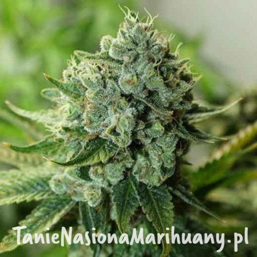 ffc33261bc6066812bce10f5bdf7eebd