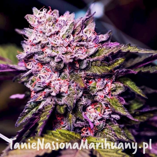 fff5c13a7615cfcb22ed03403e731b03