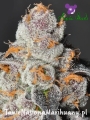 A-Train Anesia Scout Cookies.jpg