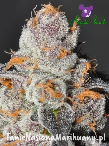 A-Train Anesia Scout Cookies.jpg