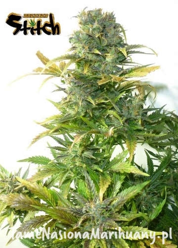 fffba68f33d22786d7e100ebf8aeeaae